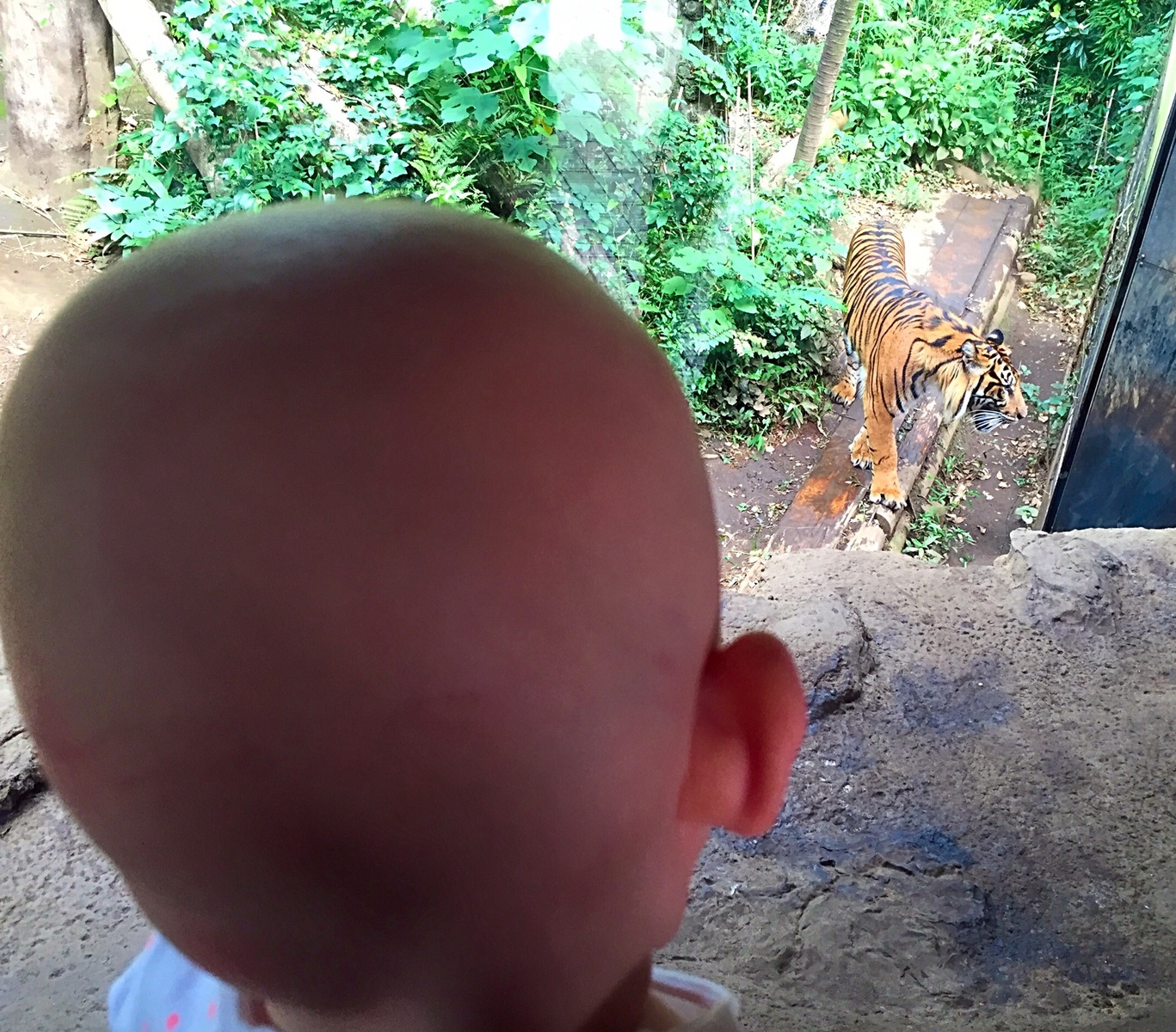 Watching a tiger