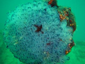 [This was growing on one of the railings, it was about the size of a tennis ball. It looked like a flower, but each 'tube' is an individual coral-like organism. Clavelina molluccensis]