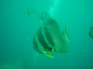 [A batfish. These fish were large, almost a metre long, and came right up to you]