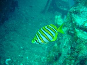[Footballer Sweep <i>Neatypus obliquus</i> - Dunsborough, WA. Named for the 