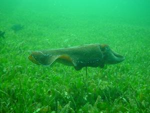 [We went diving at Fairy Bower, Manly, on ANZAC Day 2004. Peter spent a lot of time photographing and filming this cuttlefish. In the end the cuttlefish became annoyed and charged Peter, who then went to punch it ! We have the whole episode on film, incredibly funny. 
[<i>I didn't try to punch it - I was trying to get out of the way ! - p</i>]]