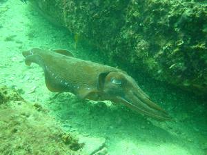 [Another shot of the fighting cuttlefish. ]