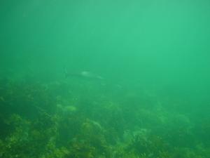 [Baby Bronze Whaler shark, <i>Carcharinus brachyurus</i>, Manly, April 2004. ]