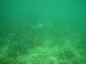 [Baby Bronze Whaler shark, Manly, April 2004. This was from our dive on ANZAC Day. [<i>These are bloody hard to photograph, since they're so fast & disappear too quickly - p</i>]]