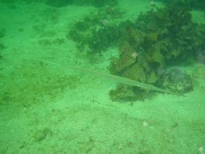 [A white pipefish, <i>Stigmatopora nigra</i>. It can be distinguished from other pipefish species because it has no tail fin. It is in the same family as seahorses and seadragons]