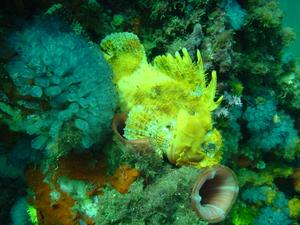 [Rock Cod - possibly a Western Scorpionfish (<i>Scorpanea sumptuosa</i>) at Busselton Pier, WA, April 2004. ]