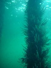 [Busselton Pier - West Australia. This is an old wooden pier, and the pillars underneath the pier are like an enchanted forest. This is one of the most beautiful dive sites. ]