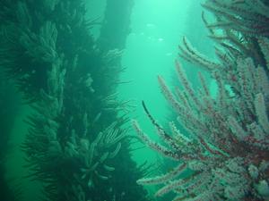 [The pillars are covered in soft corals, it is like swimming though a forest of trees]