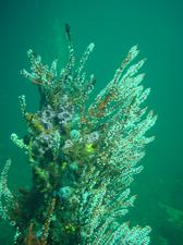 [Close up of soft corals]