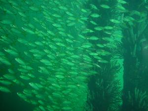 [The pier is a refuge for an enormous quantity of fish life. Huge schools of fish everywhere, the camera cannot do justice to the scenes]