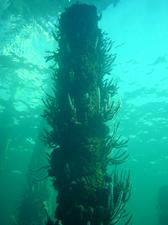 [Love this photo, looking up to the surface of the water. ]