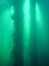 [Another shot of the pillars. There is an underwater observatory on the pier, so tourists can go down into glass chambers and see the underwater life. ]