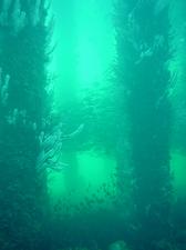 [A thick school of fish swiiming amongst the pillars]
