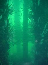 [Fish amongst the pillars. At some spots it was a solid mass of fish from surface to bottom. ]