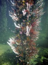 [Beautiful soft corals]