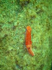 [Nidibranch at Busselton Pier - WA. Probably Ceratosoma brevicaudatum, it was quite large (about 6 cm), and very brightly coloured]