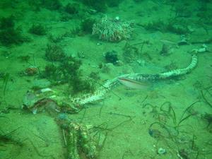 [An ex-shark. This is the skeleton of a wobbeygong shark at Busselton Pier, WA. The dive master said that sharks here were rare, but this ancient shark had come to the pier a few months ago for shelter, and eventually passed away]