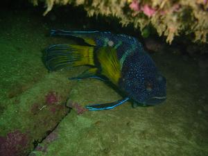 [Eastern Blue Devil.  Shelly Beach (Cabbage Tree Reserve). This is a pretty rare fish so we were really pleased to find it. ]
