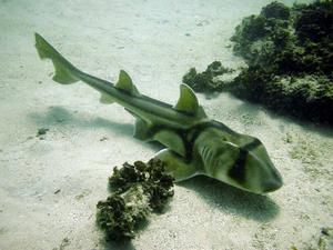 [Nice clear picture of a PJ (Port Jackson) Shark. This one is at Shelly Beach, sitting still for the cleaner fish to do their work.]