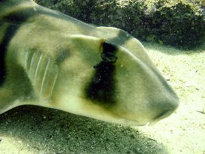 [Close up of a PJ having the cleaner fish treatment. The little cleaner fish can be seen just above and to left of the eye.]