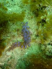 [Little purple fluffy nudibranch (<i>Flabellina rubrolineata</i> I think).  Shelly Beach, NSW AU.]