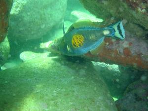 [Six-spined leatherjacket at Shelly Beach, NSW. Took us a while to find this in the book, but the big yellow/orange spot on the side is a dead giveaway (for future reference)]