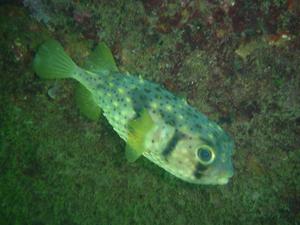 [Porcupine Fish at Shelly Beach, NSW. Famous now from 