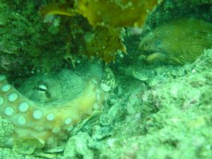 [Great shot of octopus & moray eel together at Inscription Pt. I was taking a photo of the octopus & didn't even see the eel at first - it poked its head out looking at us.]