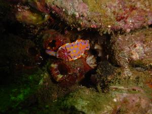 [Nudibranch - Bare Island, NSW, AU - Jan 2006]