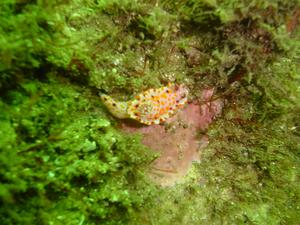 [Nudibranch - Bare Island, NSW, AU - Jan 2006]