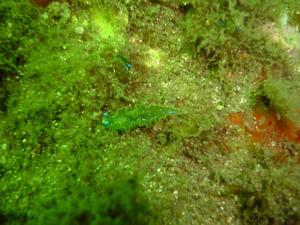 [Nudibranch - Bare Island, NSW, AU - Jan 2006]