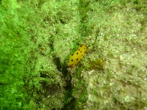 [Nudibranch - Bare Island, NSW, AU - Jan 2006]