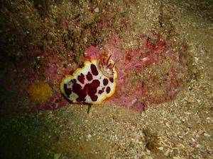 [Nudibranch - Bare Island, NSW, AU - Jan 2006]