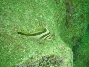 [Crested Morwong - Bare Island, NSW AU - Jan 2006]