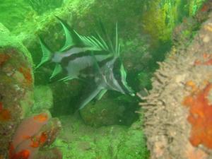 [Long Snout Boar Fish - quite a large fish & not very commonly seen around Sydney.
Bare Island, NSW AU - Jan 2006]