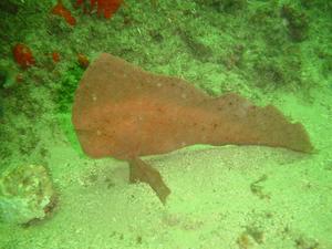 [Believe it or not this is a fish, not a piece of seaweed,   it's a Red Indianfish - only slight movment of tiny gills gave it away.
Bare Island, NSW AU - Jan 2006]