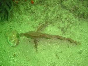 [Red Indianfish from above - more fish-shaped, but still looking like seaweed.
Bare Island, NSW AU - Jan 2006]