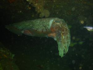 [Giant Cuttle (one of many seen that dive)
Bare Island, NSW, AU - Jan 2006]