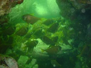 [Bullseyes like to lurk in caves & overhangs
Bare Island, NSW - Jan 2006]
