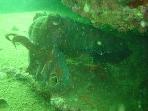 [This was the giantist giant cuttle I've ever seen - it's body was at least 60cm (2 foot) long and the tentacles were huge & menacing.]