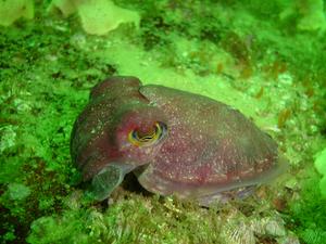 [Cute little red cuttle. This was only about 10cm long.
Bare Island, NSW - Jan 2006]