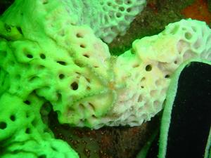 [This tiny sea star was clinging the underside of a sponge. The grey & black thing on the right is my thumb - which shows how small the se star is.
Bare Island, NSW - Jan 2006]