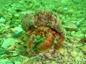 [Hermit crab. It can put a fair turn of speed (check the movies).
Bare Island, NSW - Jan 2006]