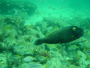 [Black Reef Leatherjacket (<i>eubalichythys bucephalus</i>)
Shelly Beach, NSW, AU - 8 Feb 2006]