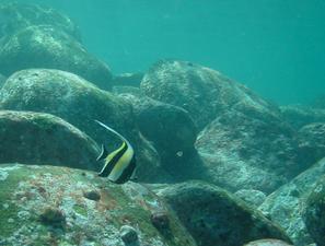 [Moorish Idol (<i>zanclus cornutus</i>). Closely related to surgeonfishes. On juveniles the long dorsal fin is comparatively thicker at the base & less wispy.
Shelly Beach, NSW, AU - 8 Feb 2006]