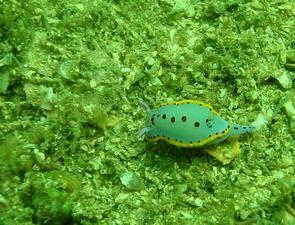 [Really common nudi around Sydney - <i>Hypselodoris bennetti</i>.
Fairy Bower, NSW, AU - October 2005]