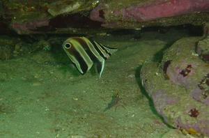 [Juvenil Truncate Coralfish (<i>chelmonops truncatus</i>).
Shelly Beach, NSW - Feb 2006]