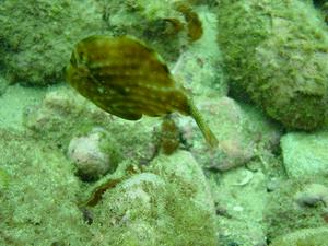 [Pygmy Leatherjacket (<i>brachaluteres jacksonianus</i>)
Shelly Beach, NSW - Feb 2006]