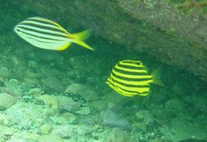 [Stripey (black & yellow) (<i>microcanthus strigatus</i>) with Mado (yellow and white) (<i>atypichthys strigatus</i>)
Shelly Beach, NSW - Feb 2006]