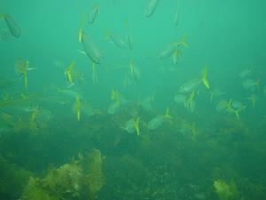 [School of (Southern) Yellow-tail Scad  (<i>trachurus novaezelandie</i>) 
Shelly Beach, NSW - Feb 2006]